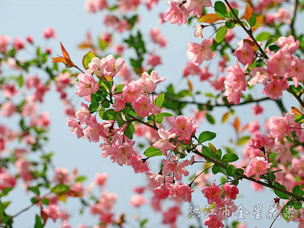 海棠花開依舊