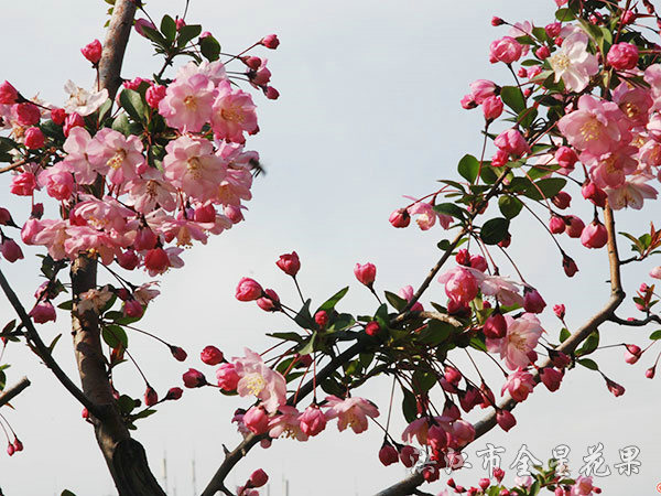 如火海棠花